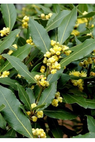 Defne Fidanı - Herdem Yeşil, Güzel Kokulu Ve Faydalı