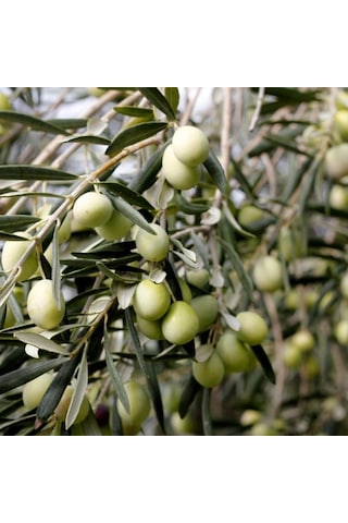 Tüplü Çok İri Meyveli Kalamata Zeytin Fidanı