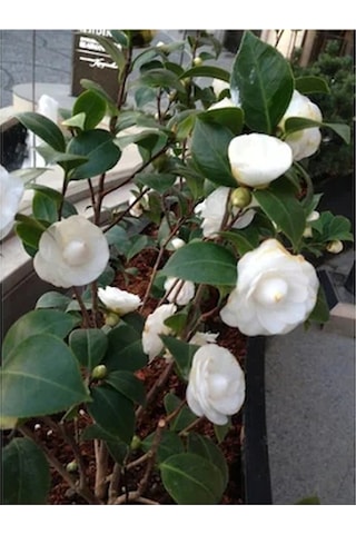 Kamelya Beyaz Katmerli 150-180 Cm Tüplü Fidan