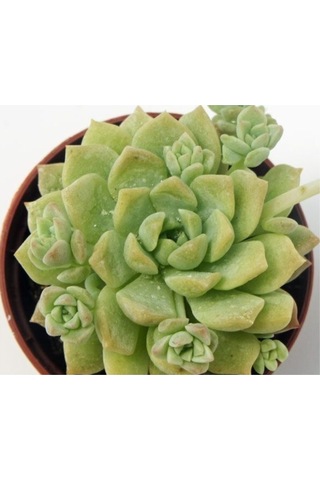 Echeveria Profilicea Sukulent Bitki