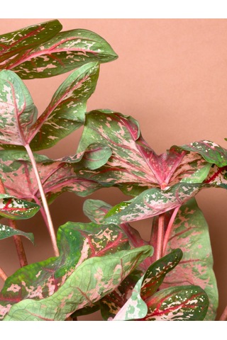 Caladium Caladium Bicolor 63 Cm Yeşil Pembe Yapraklı Form