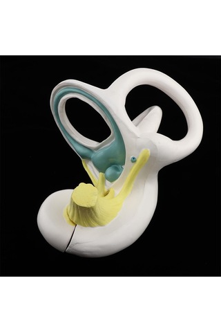 Suntek Büyütülmüş İnsan Kulağı Labirent Anatomik Yapı