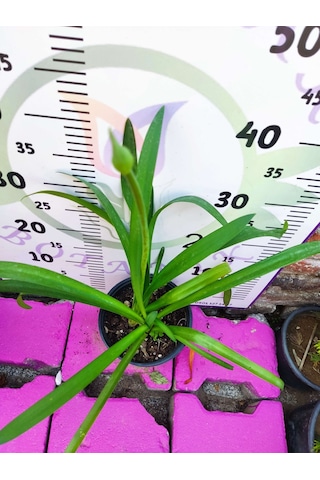 Afrika Zambağı African Lily - Beyaz Ve Kokulu Bahçe Çiçeği