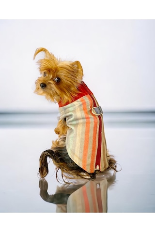 Kemique Stripe Orange Su İtici Köpek Yağmurluğu
