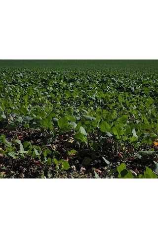 Sıvı Fosfor Gübresi 20 Kg 1 kg