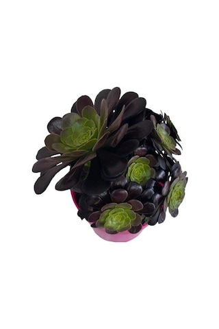 Aeonium Velour 15 Cm Lik Saksıda