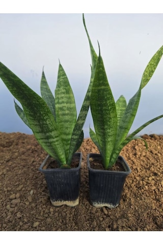 Videolu Kılıç Çiçeği 20 30 Cm 2 Adet Saksılı İç Mekan Bitkisi Gladiolus
