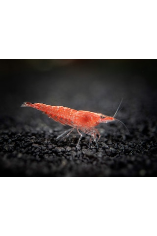 Kiraz Karides ( Neocardina Davidii ) 10Adet