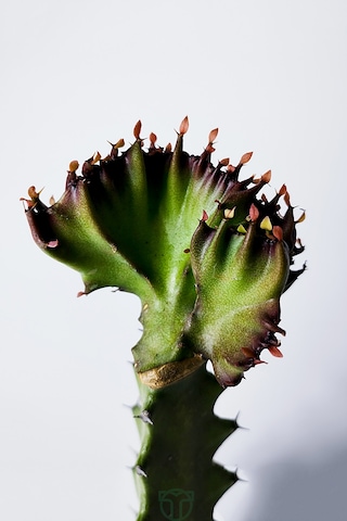 Euphorbia Lactea Cristata Variegata Dark Rim 5.5 Cm Saksıda