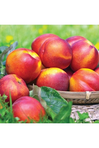 Tüplü İri Yarı Bodur Red Giant Nektarin Fidanı Tüplü İri Yarı Bodur Red Giant Nektarin Fidanı