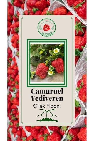 33 Adet Camuruel Çilek Fidesi Açık Kök ve Taze Söküm (Frigo)