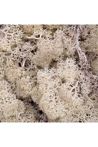 Reindeer Moss Beyaz Şoklanmış Norveç Yosunu 30gr