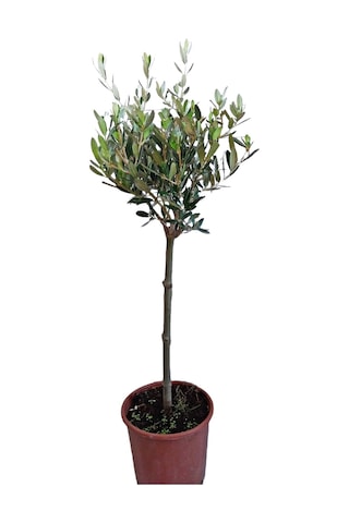 zeytin fidanı 50-70cm