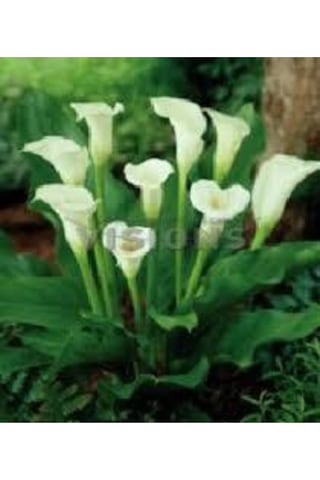 20 Adet Tohum Organik Calla Lily Çiçek Tohumu Afrika Çöl Çiçeği Calla Lily Sürpriz Hediye Tohumlu