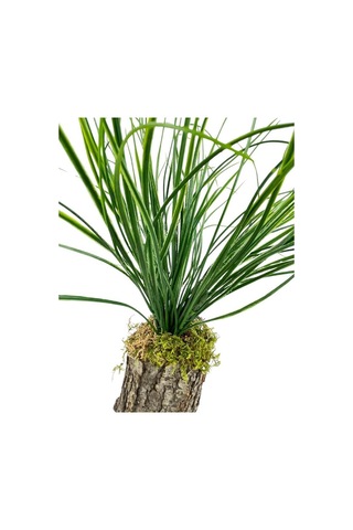 Yapay Çiçek Kütük Saksıda Saz Otu 35Cm Dekoratif Masa Çiçeği 40x