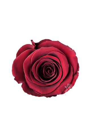 Rose Amor Kırmızı Renk Şoklanmış Solmayan Gül - Xl