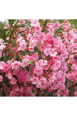 Tüplü Katmerli Pembe Çiçekli Zakkum Fidanı 150-200 Cm Çiçek Açma Durumunda