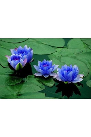 10 Adet Tohum Nadir Bulunan Kutsal Kase Lotus Çiçeği Tohumu Nilüf