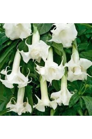 5 Adet Tohum Angel Trumpet Çiçeği Tohum Melek Borazanı Çiçeği Tohum Tohum Saksı Toprak Hediyeli