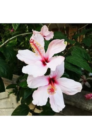 1 Adet Beyaz Japon Gülü Çiçeği Fidanı 20-40 Cm Tüplü Çiçekli Bodur Bitki Whıte Japanese Rose