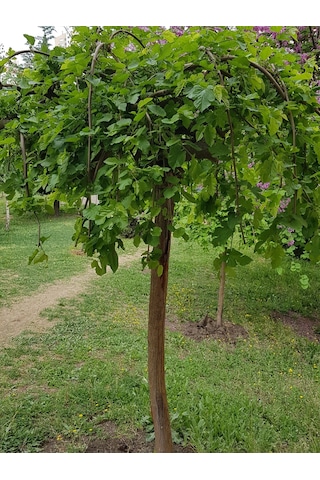 Tüplü Ters Siyah Dut Fidanı 3 Yaş
