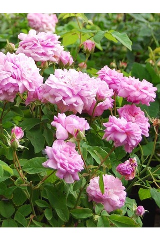 Dikensiz Isparta Gülü Yenilebilir Fidan 1-2 Y...