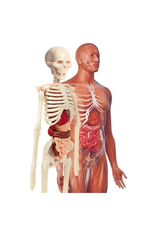 İlk Keşiflerim İnsan Anatomis 64297