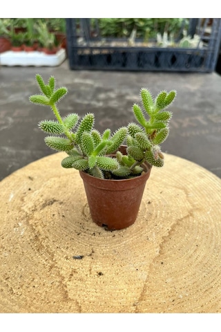 Delosperma Echinatum-5,5 Cm Saksıda Tombul Tüylü Yapraklı Sukulent - Saksı Hediyeli