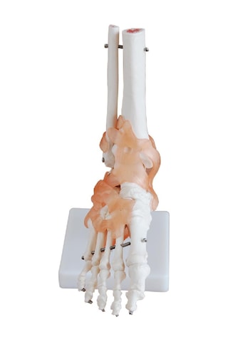 Ligamentli Ayak Eklemi Modeli Ligamentli Ayak Eklemi Modeli