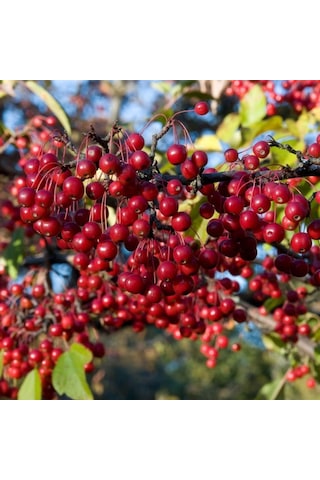 Tüplü Kırmızı Meyveli Aronia Aronya Fidanı