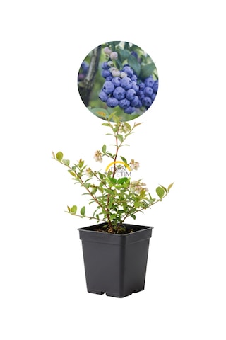 2 Yaş Sunshine Blue Çeşiti Yaban Mersini Fidanı