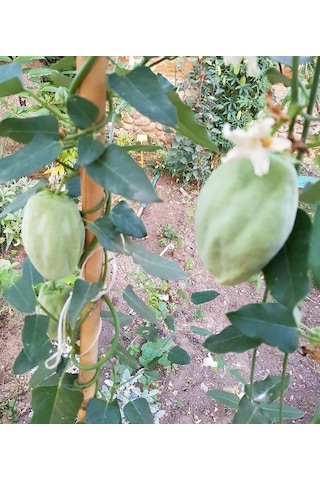 Ağaç Bamyası Araujia Sericifera Fidesi 90-140 Cm