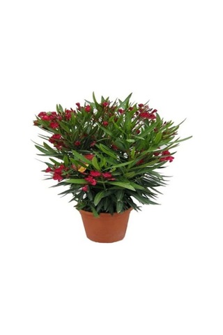 Videolu Zakkum Bitkisi Kırmızı 50-75 Cm Saksılı/tüplü Dış Mekan Bahçe Bitkisi Oleander Plant