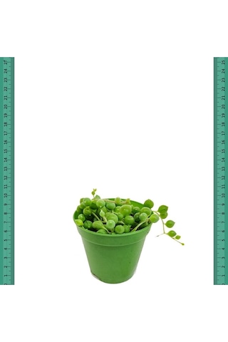 Serada Decor Plant Tesbih Çiçeği