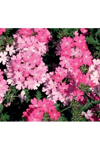 Pembe Mine Çiçeği F1 Tohumu 20 Tohum 58906173