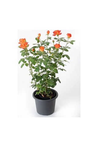 Yediveren Turuncu Renk Gül Fidanı 1 Adet Saksılı 30-60cm Orange Rose