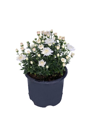 Beyaz Renk Kasımpatı 10-20 Cm Saksılı Salon Çiçeği