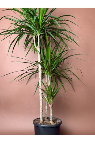 Madagaskar Ejder Ağacı Dracaena Marginata 100 Cm Çoklu Gövdeli Form