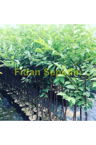 3 Yaş Kütahya Vişne Fidanı Yarı Bodur