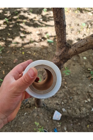 Şeffaf Bitki Aşı Bandı