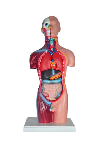 Temel Büyük İnsan Vücudu Modeli 45 Cm