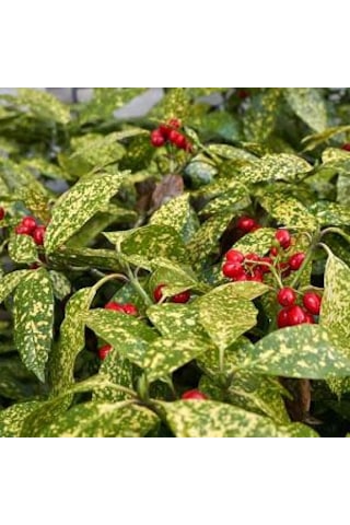 Bahçevilya 2 Yaşında Lekeli Japon Defnesi Aucuba Japonica Fidan