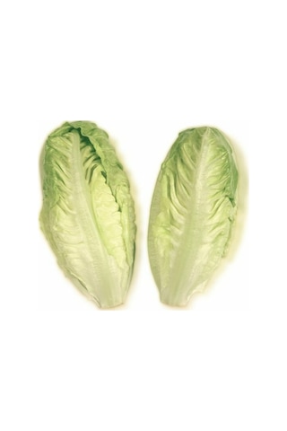 Göbekli Yedikule Marul Tohumu 100 Adet Tohum