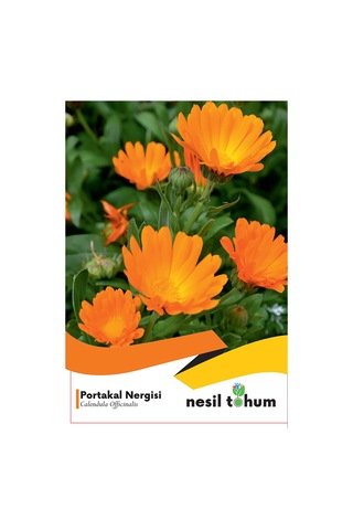 Portakal Nergisi Çiçek Tohumu 30 Adet