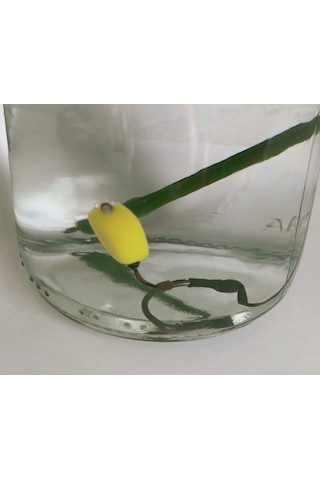 Küspe'li 4 Adet Küspe Sazan Rig Takımı Sarı Esp Mısır'lı