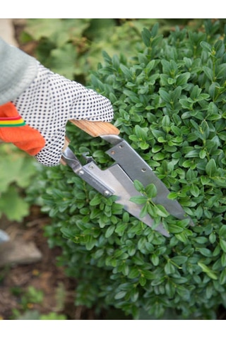 Videolu Çalı Şimşir Peyzaj Bitkisi 30 40cm 1 Adet Saksılı Dış Mekan Buxus Sempervirens