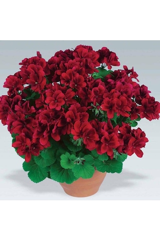 Serada Decor Plant Bordo Sakız Sardunya Çiçeği Saksılı
