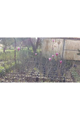 Saray Lalesi Yaprak Döken Manolya 130-150 Cm. 24cm. Çapında S...