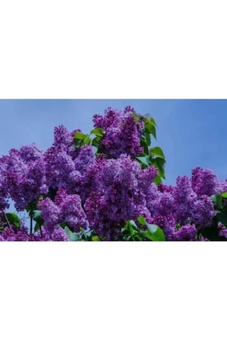 Leylak Fidanı Çiçeği Kokulu 30-50 Cm
