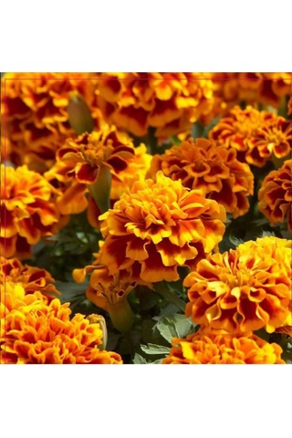 Karagöz Kadife Tohumu